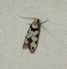 Pseudotelphusa scalella
