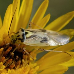 Lygus atriflavus