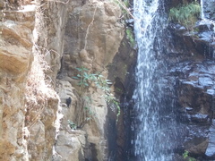 Streptoprocne semicollaris