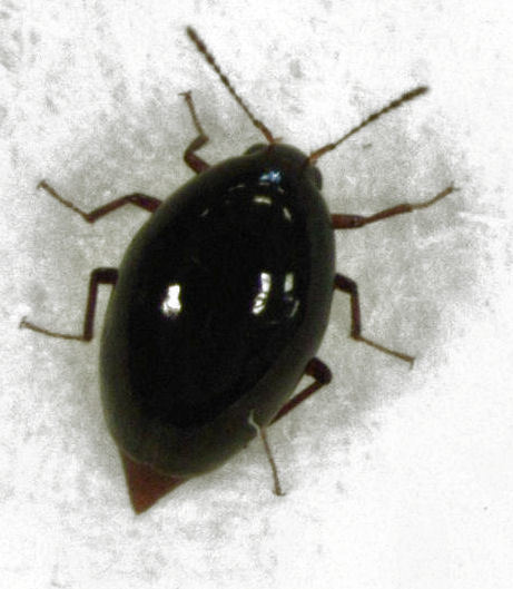 Brachynopus