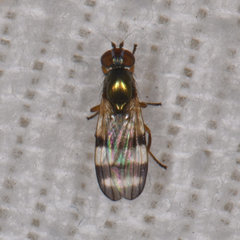 Chaetopsis massyla