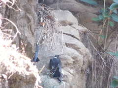 Streptoprocne semicollaris