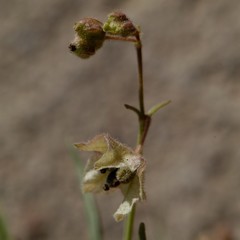 Mirabilis linearis linearis