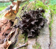 Ionomidotis irregularis