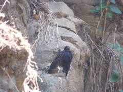 Streptoprocne semicollaris