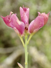 Rhinotropis cornuta fishiae