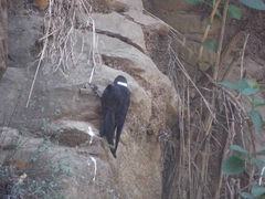 Streptoprocne semicollaris