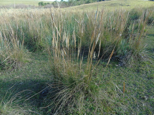 Saccharum angustifolium (Saccharum angustifolium)