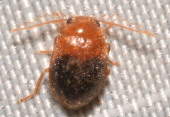 Prionocyphon discoideus