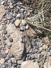 Aspidoscelis exsanguis