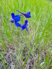 Delphinium nuttallianum