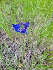 Delphinium nuttallianum