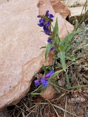 Penstemon glaber alpinus