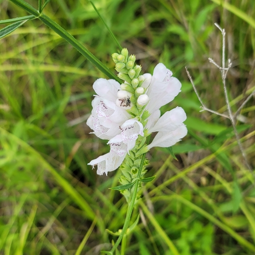 Image of Physostegia angustifolia by no rights reserved