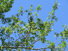 Setophaga ruticilla image