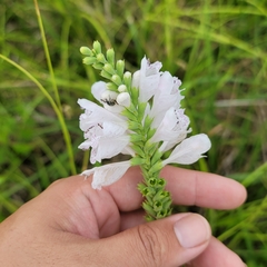 Physostegia angustifolia