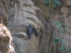 Streptoprocne semicollaris