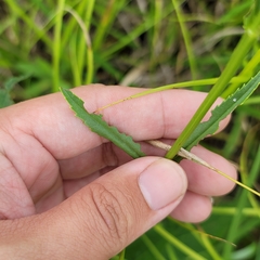 Physostegia angustifolia