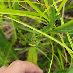 Physostegia angustifolia
