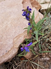 Penstemon glaber alpinus