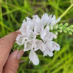 Physostegia angustifolia