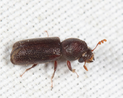 Prostephanus punctatus