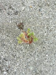 Lastarriaea coriacea