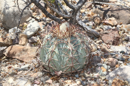 Echinocactus horizonthalonius