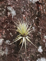 Tillandsia gardneri