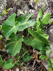 Philodendron minarum