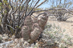 Echinocereus chisosensis