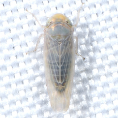 Neoaliturus tenellus