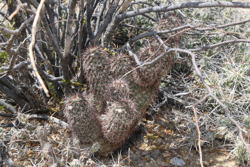 Image of Echinocereus chisosensis by (c) Reid Hardin, some rights reserved (CC BY)