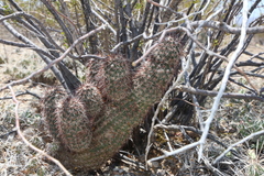 Echinocereus chisosensis