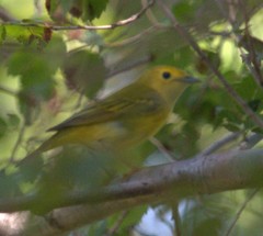 Setophaga petechia