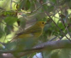 Setophaga petechia