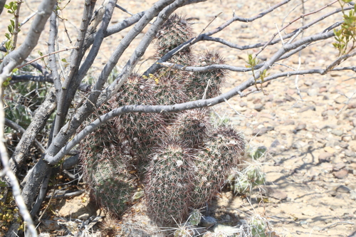 Image of Echinocereus chisosensis by (c) Reid Hardin, some rights reserved (CC BY)