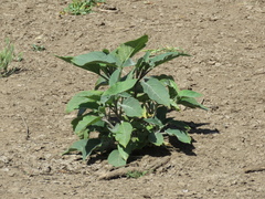 Datura wrightii