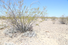 Echinocereus chisosensis