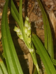 Carex abscondita