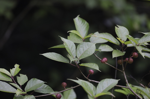 Ficus erecta iNat (2)
