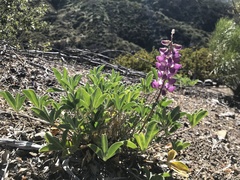 Lupinus cervinus