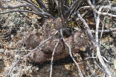 Echinocereus chisosensis