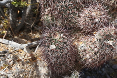Echinocereus chisosensis
