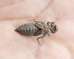 Ophiogomphus occidentis