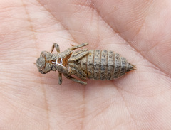 Ophiogomphus occidentis
