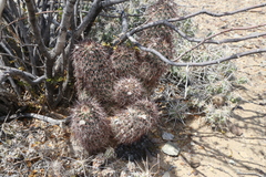 Echinocereus chisosensis