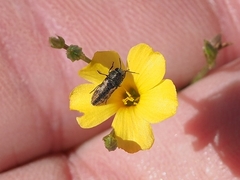 Acmaeodera neglecta neoneglecta