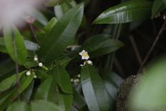 Calophyllum membranaceum