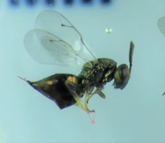 Pteromalus